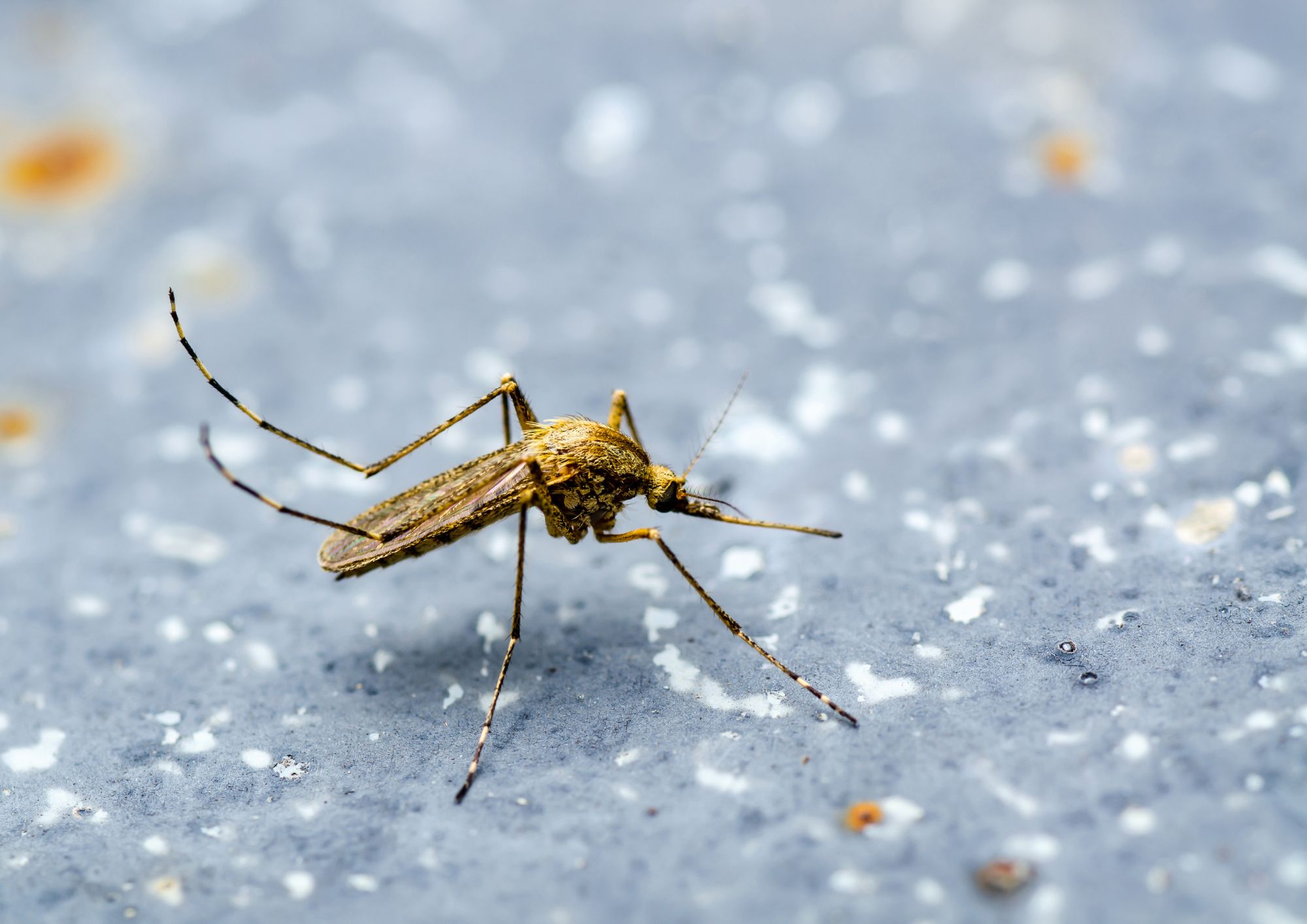 תסמינים של שושנת יריחו